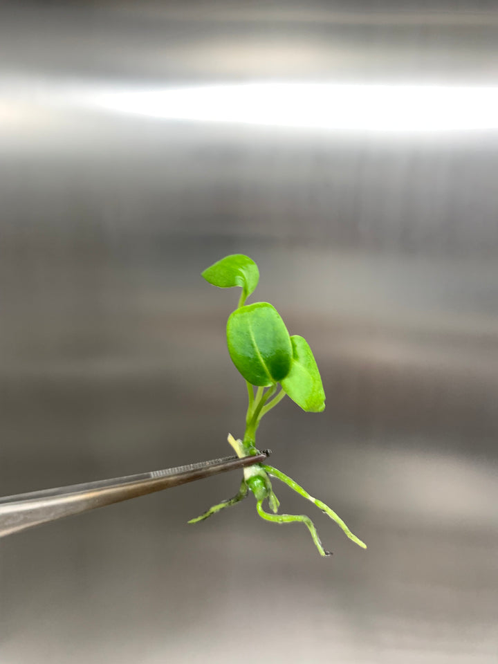 Anthurium Warocqueanum Queen Plantlet