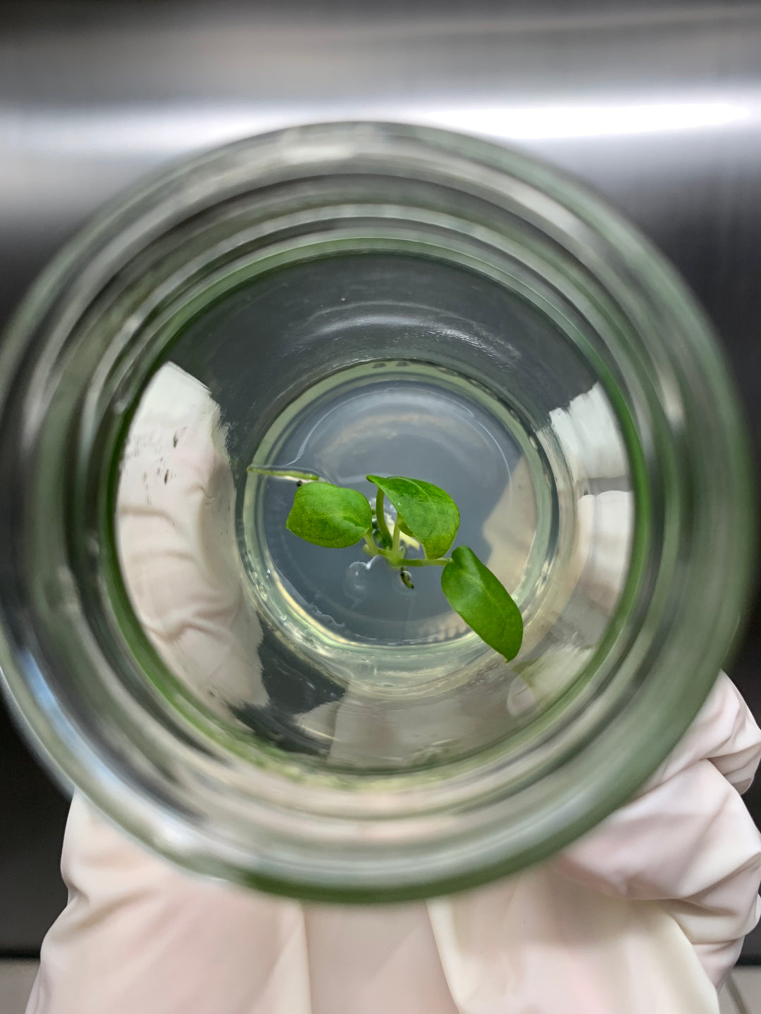 Anthurium Warocqueanum Queen tissue culture in agar gel.