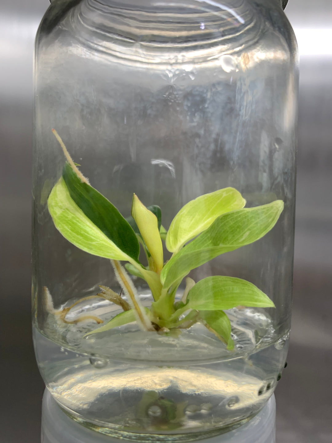 Philodendron Variegated Jungle Fever Tissue Culture