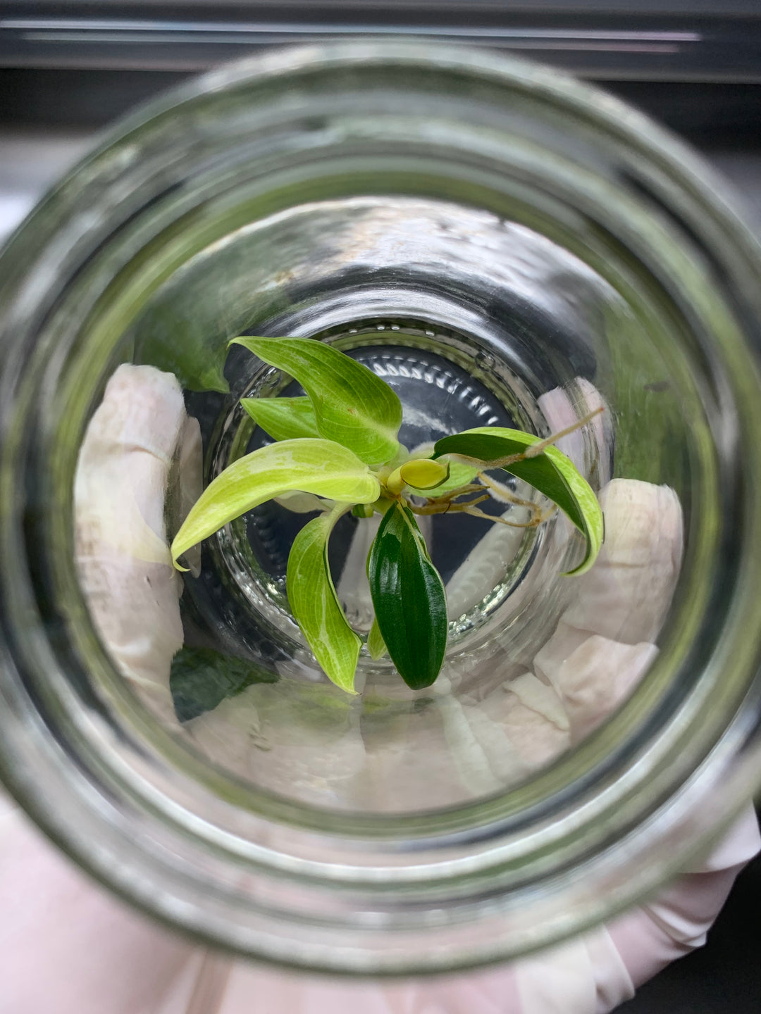 Philodendron Variegated Jungle Fever Tissue Culture