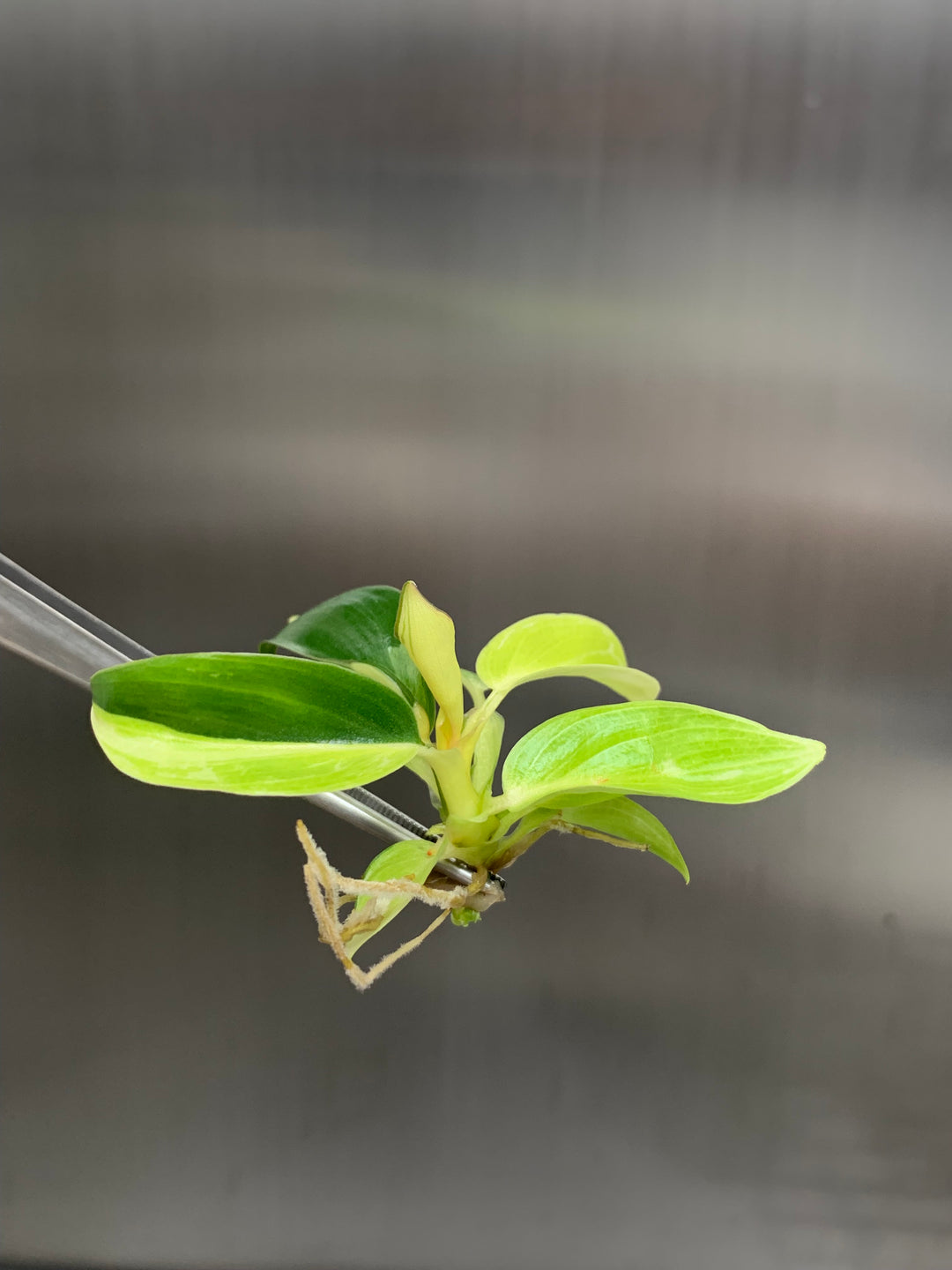 Philodendron Variegated Jungle Fever Tissue Culture