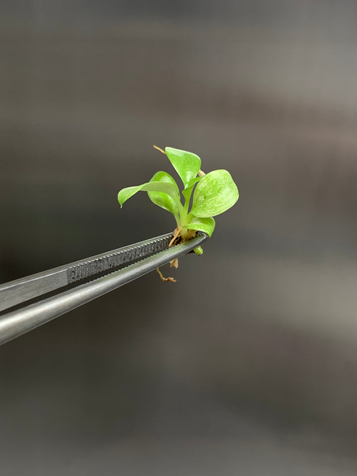 Philodendron Whipple Way tissue culture plantlet in tweezers.