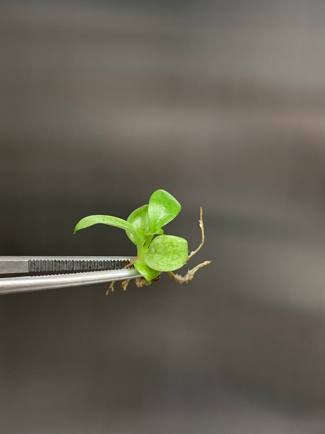 Philodendron Whipple Way tissue culture plantlet held by tweezers.