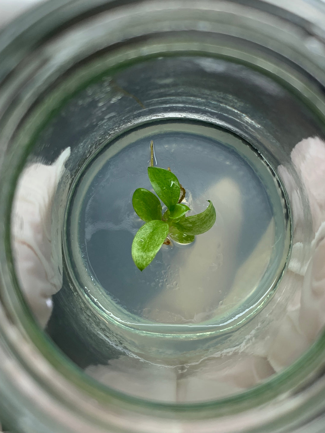 Philodendron Whipple Way tissue culture plantlet in agar gel.