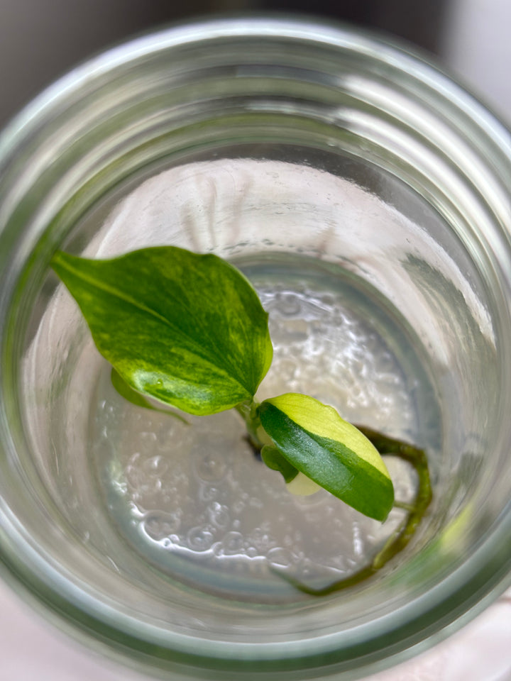 Monstera Aurea Plantlet