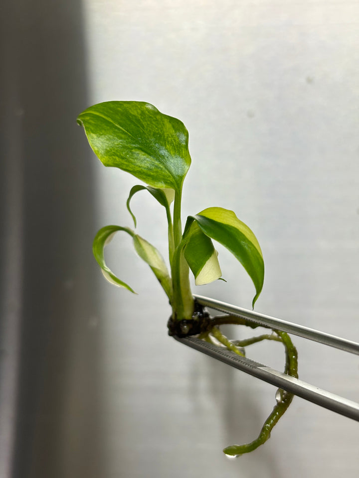 Monstera Aurea Plantlet