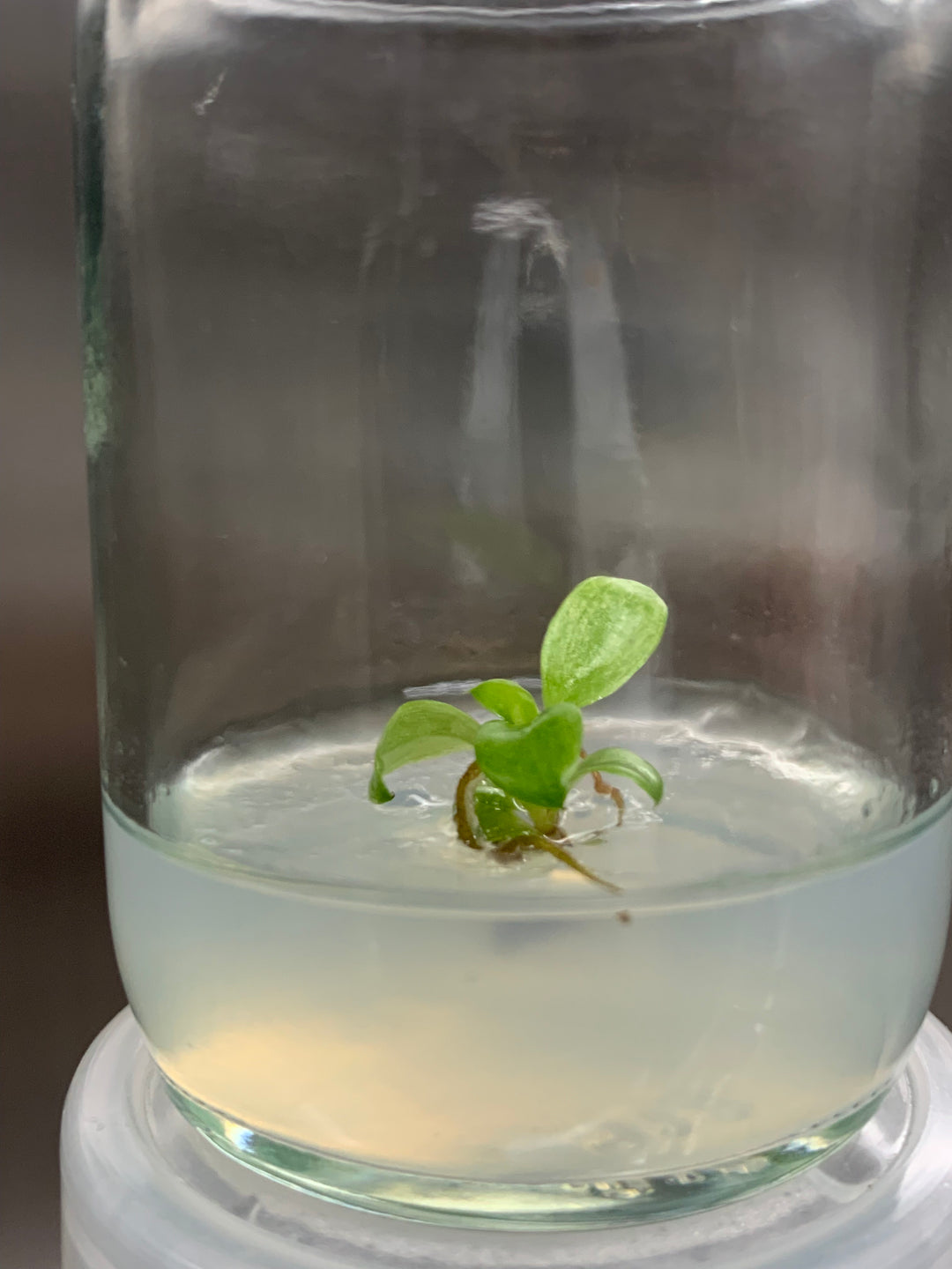 Philodendron Whipple Way tissue culture plantlet in agar gel for acclimation.