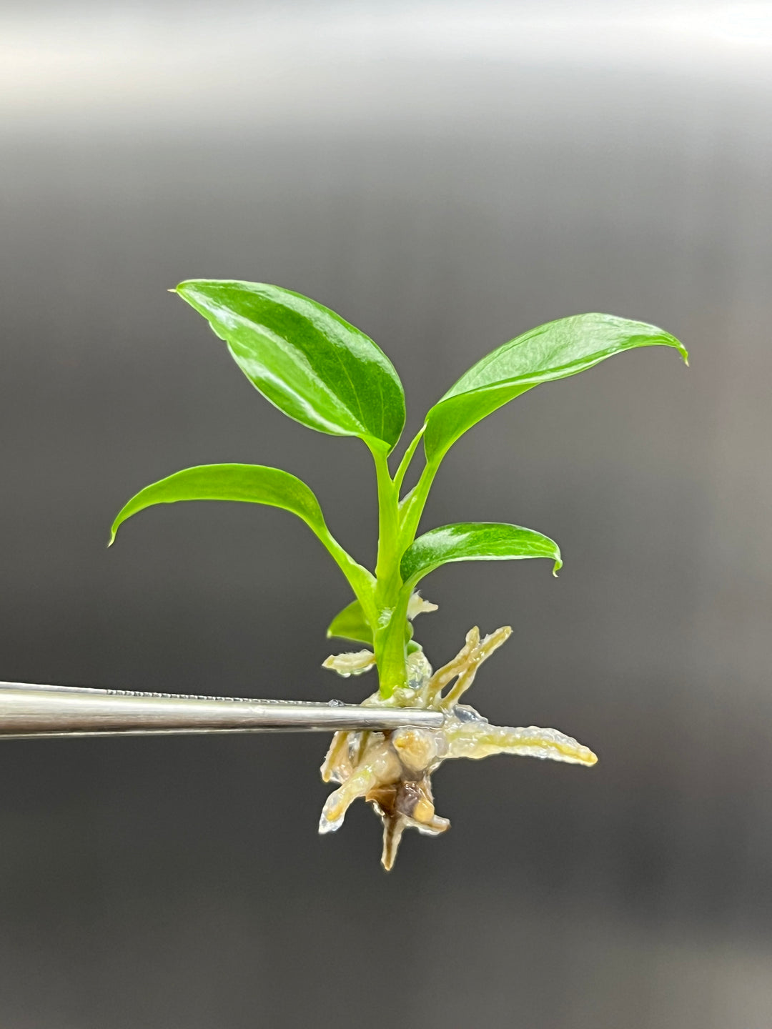 Philodendron Majestic Plantlets