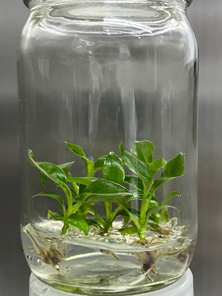 Philodendron Majestic tissue culture plantlets in jar with agar gel.