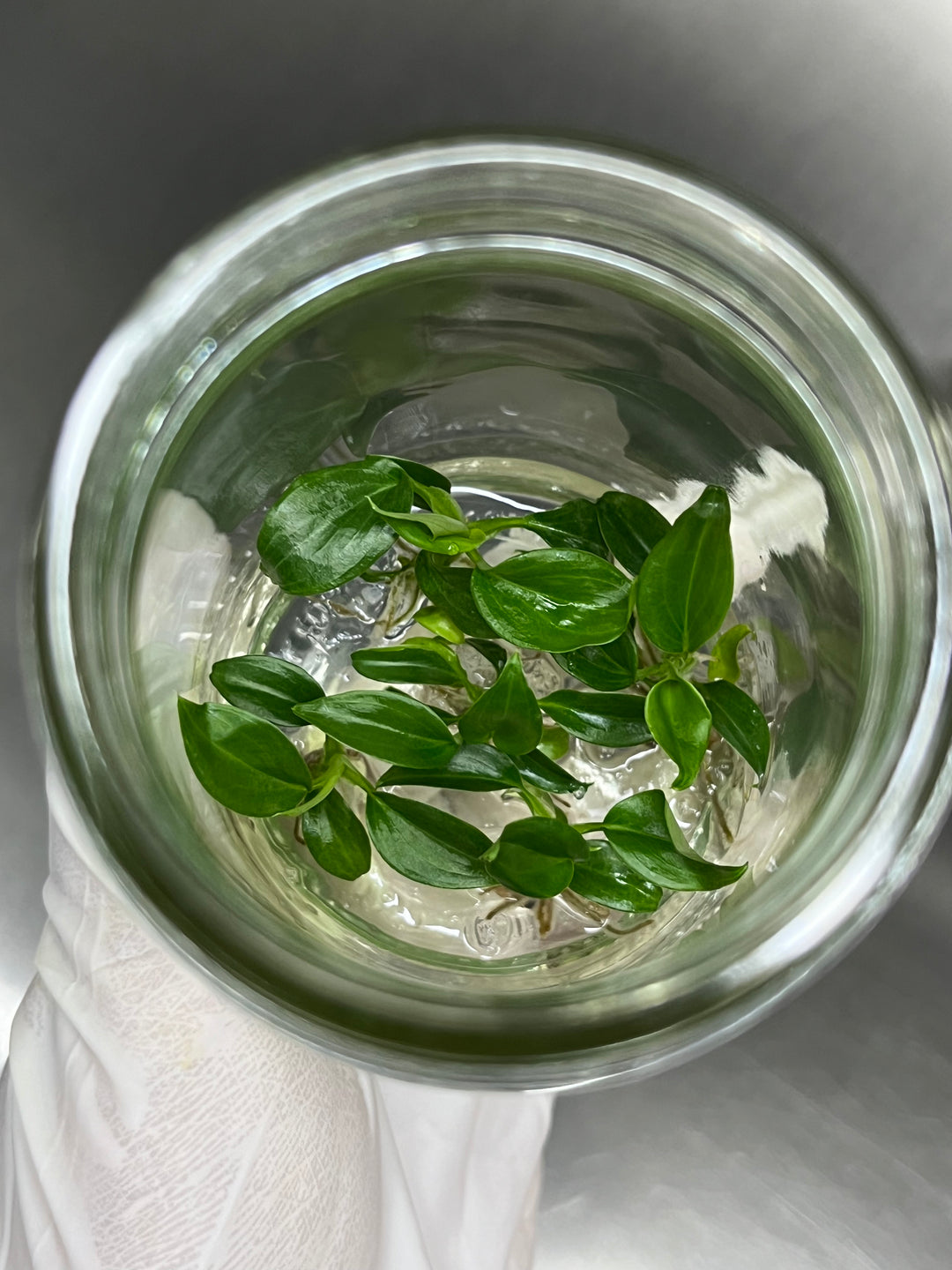 Philodendron Majestic tissue culture plantlets in agar gel in a glass container.