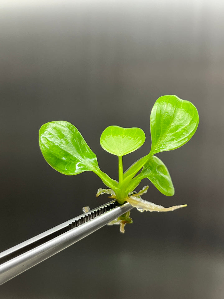 Philodendron Luxurians Chocolate Tissue Culture plant in agar gel.