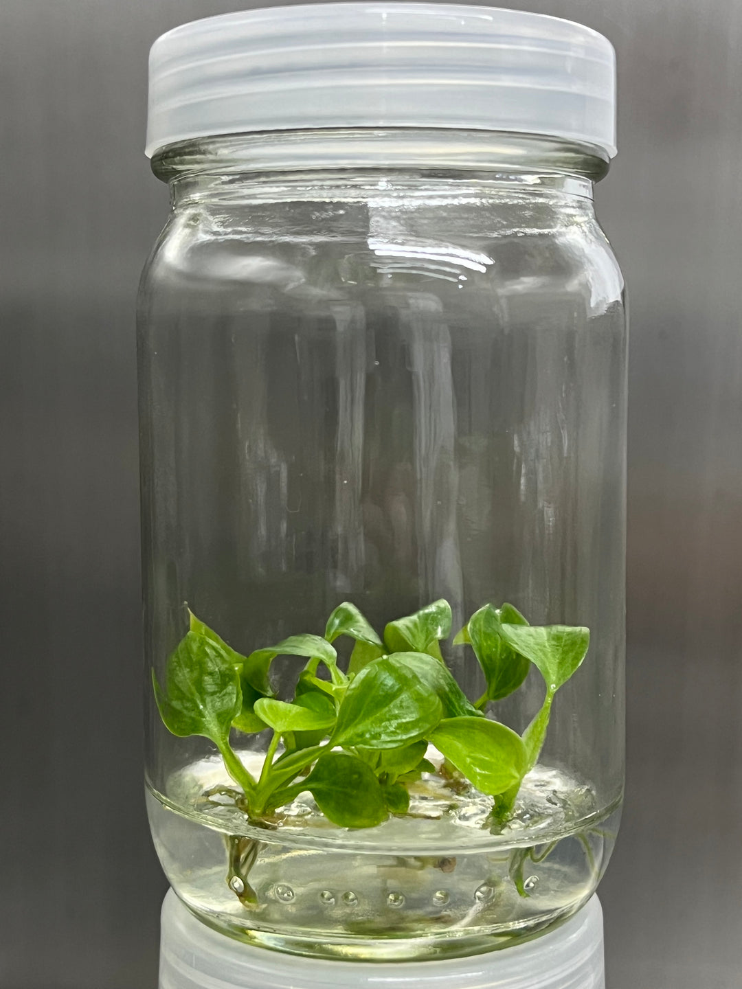 Philodendron Luxurians Chocolate Tissue Culture in agar gel inside a clear jar.