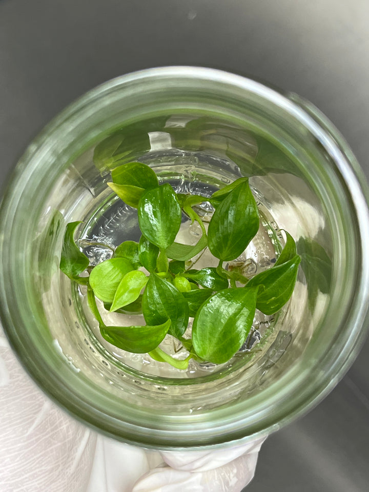 Philodendron Luxurians 'Chocolate' tissue culture in agar gel in a glass container.