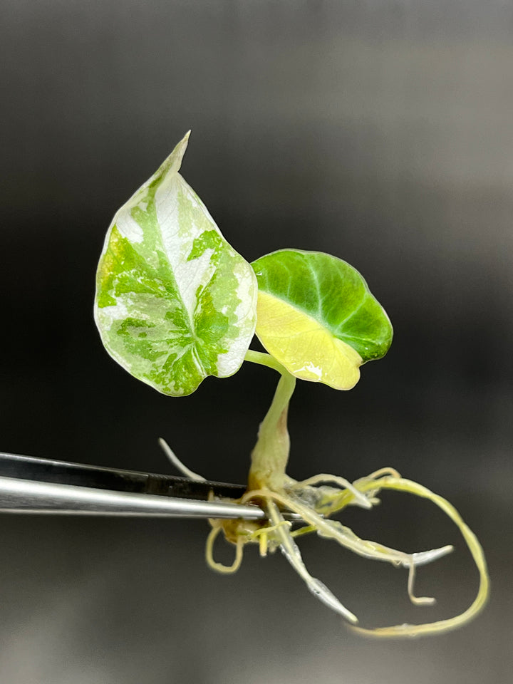 Alocasia Variegated Black Velvet (Pink) Tissue Culture