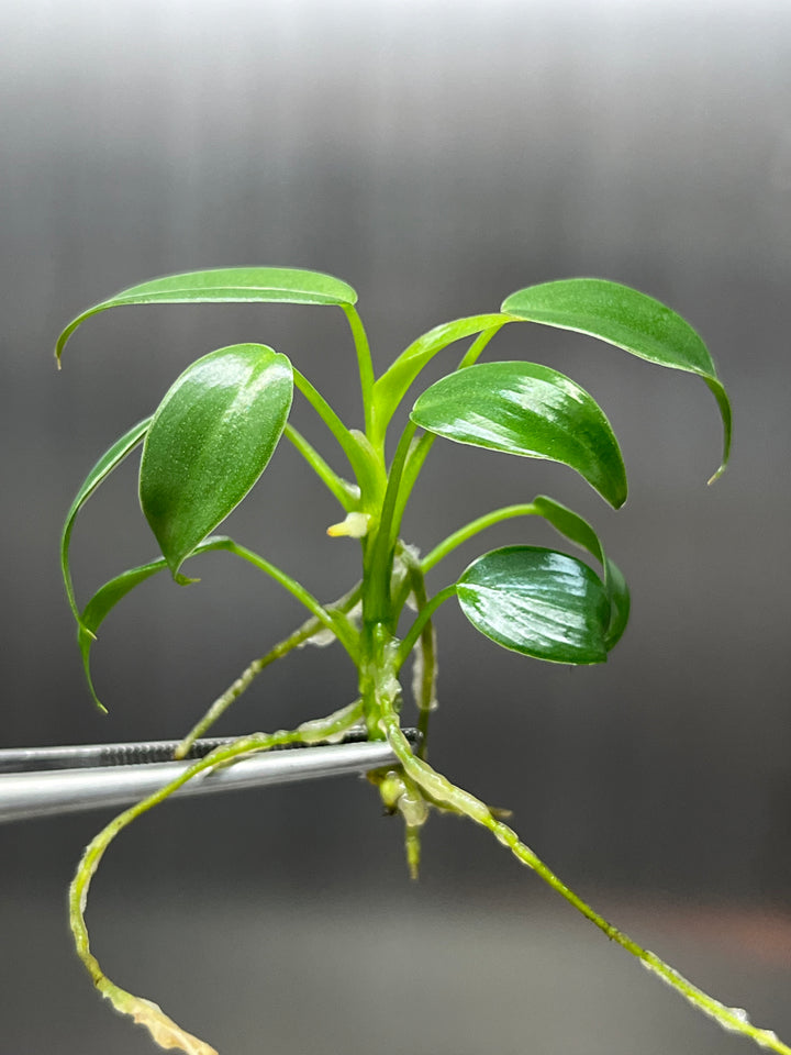 Philodendron Longilobatum Tissue Culture plant in agar gel.