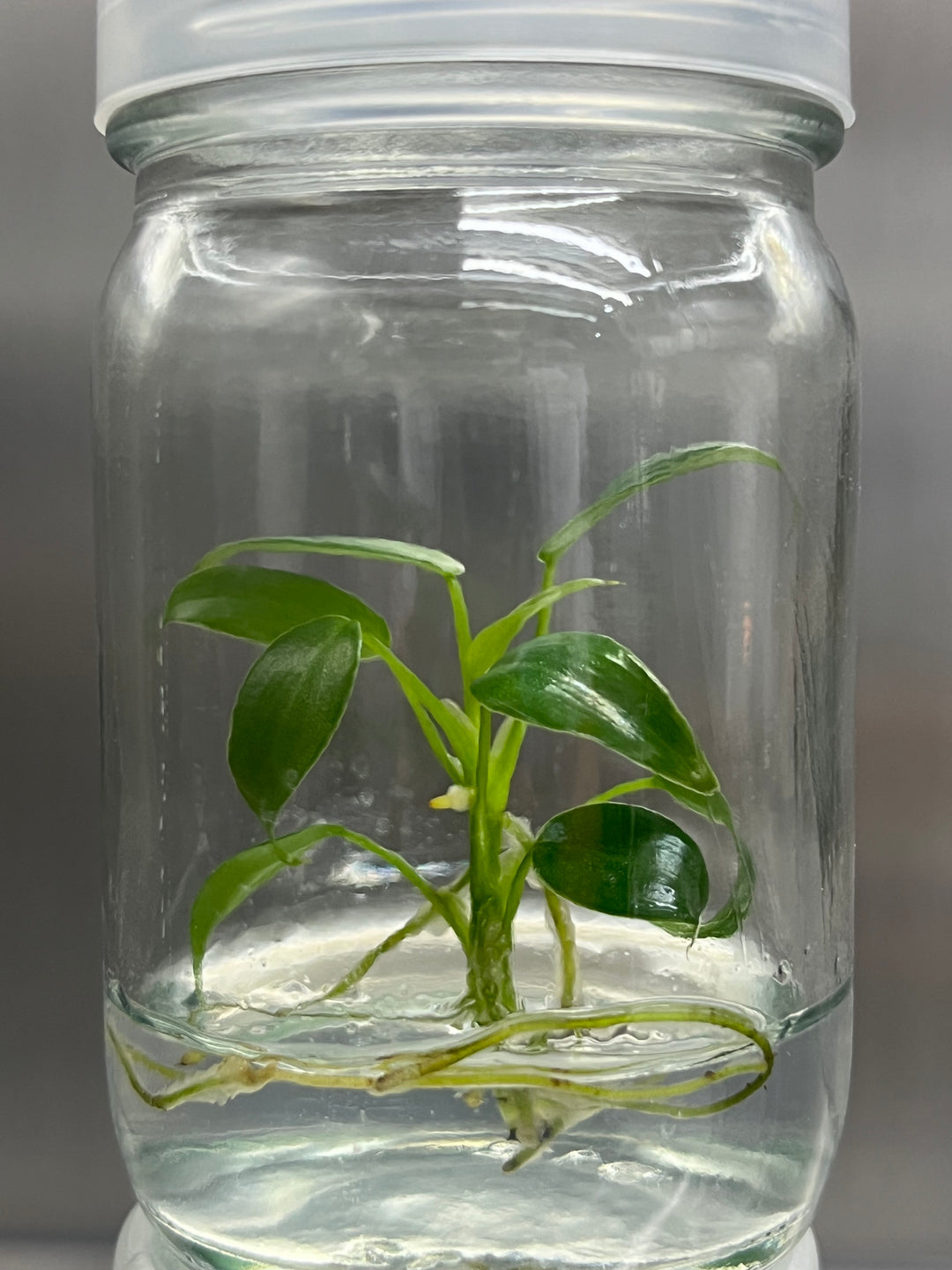 Philodendron Longilobatum Tissue Culture