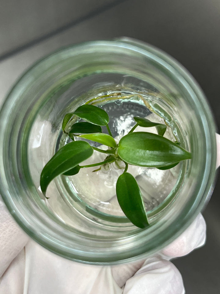 Philodendron Longilobatum tissue culture in agar gel, ready for acclimation.