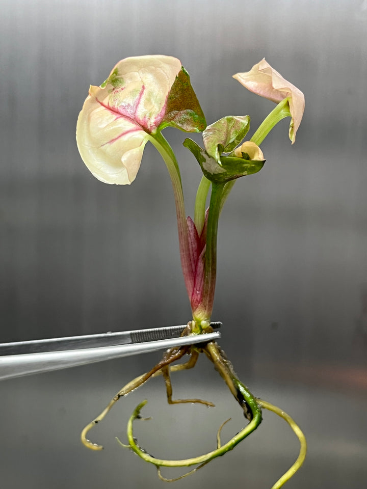 Syngonium Strawberry Ice plantlet in tissue culture with pink variegated leaves and roots.