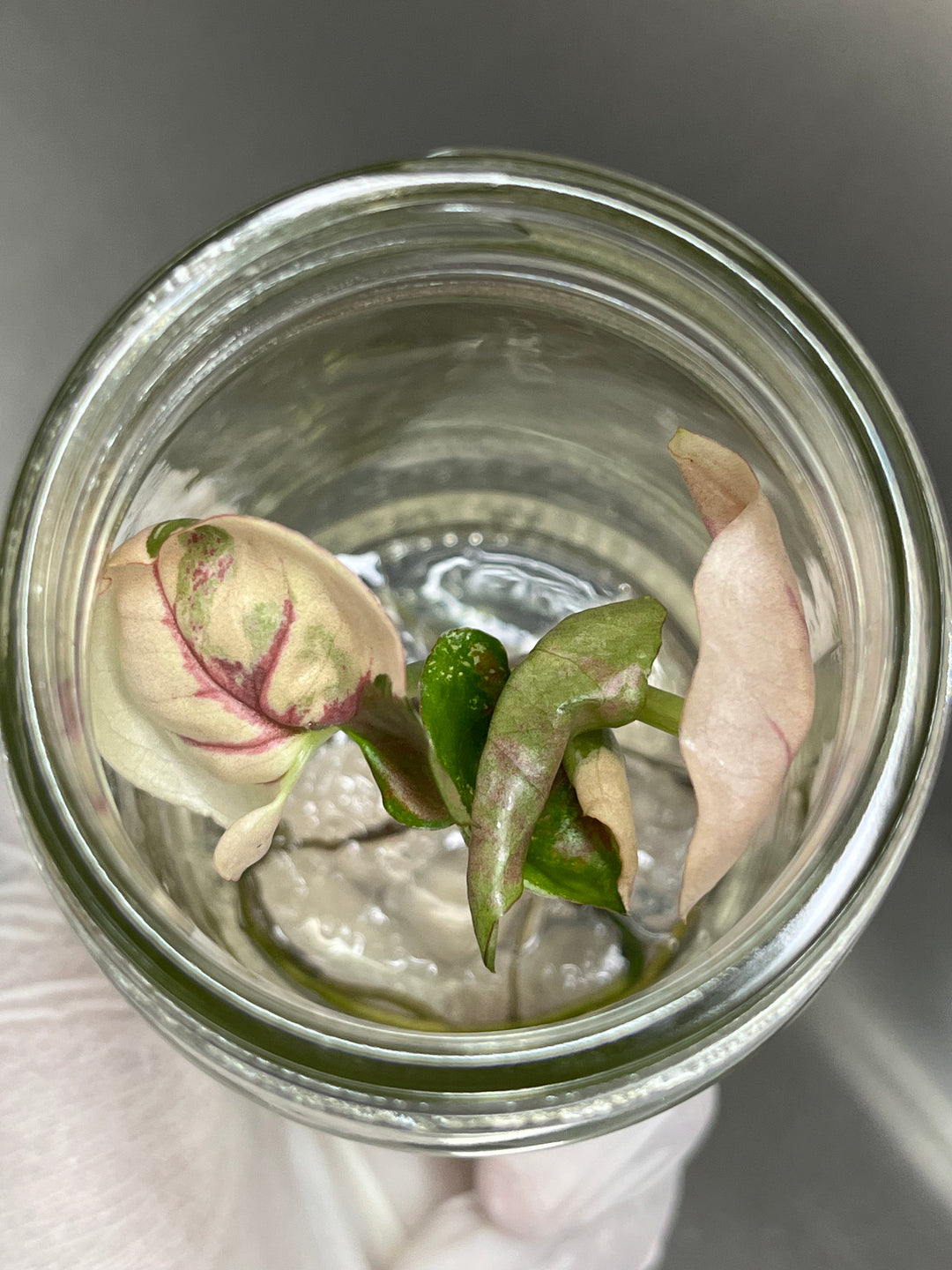 Syngonium Strawberry Ice tissue culture plantlet in agar gel inside a glass container.