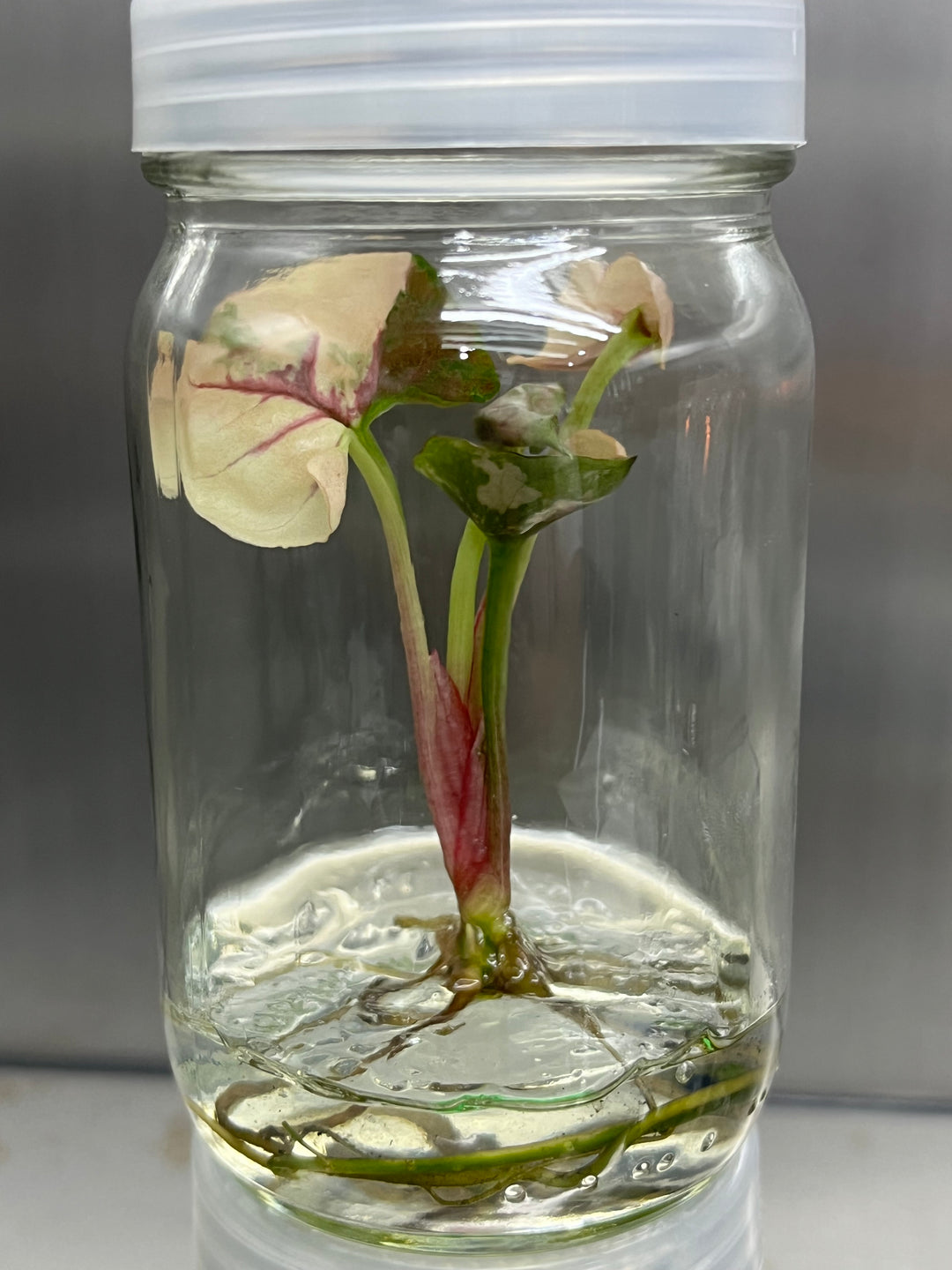 Syngonium Strawberry Ice plantlet in tissue culture jar with agar gel.