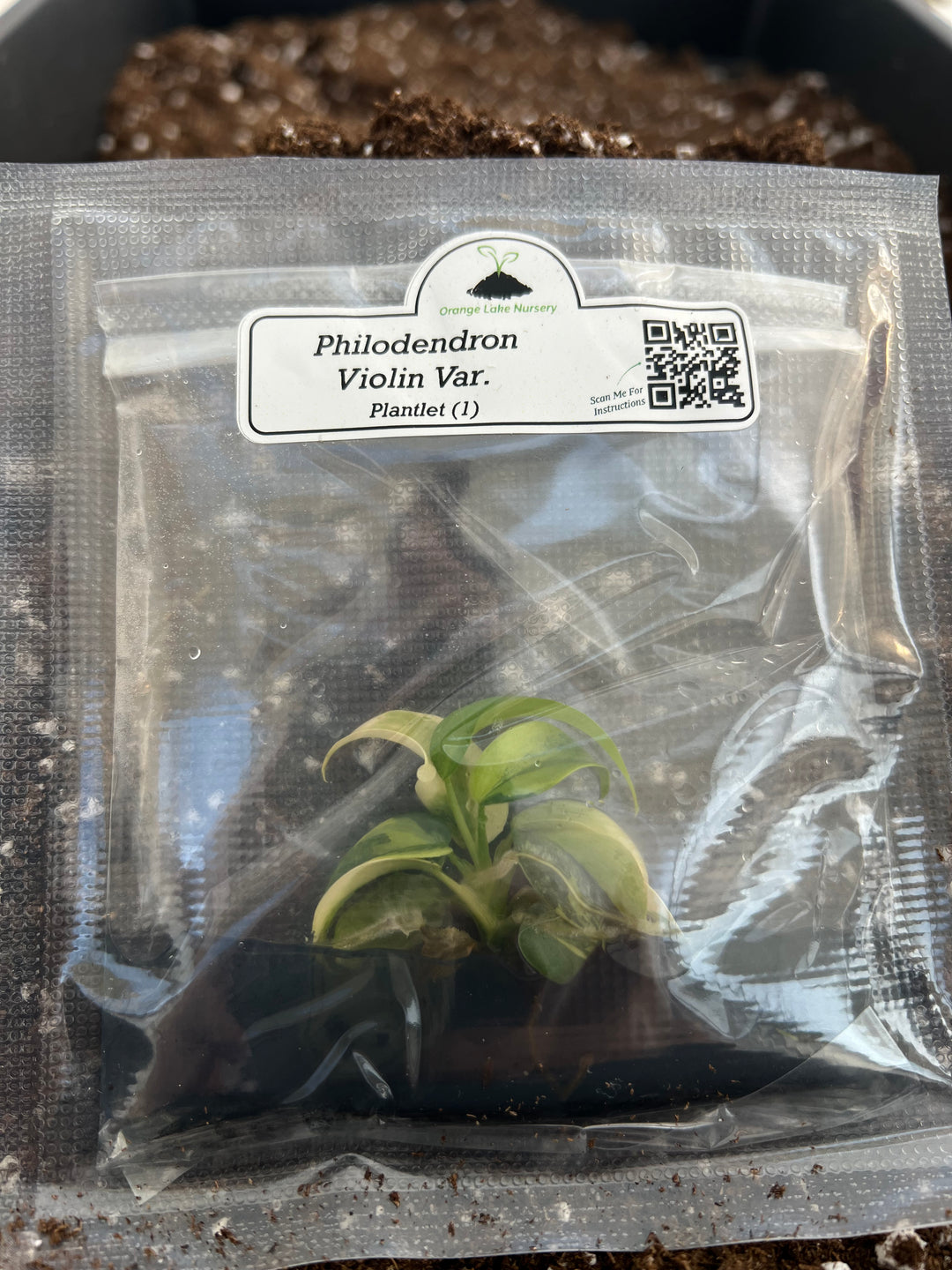 Philodendron (Bipennifolium) Violin Variegated Tissue Culture