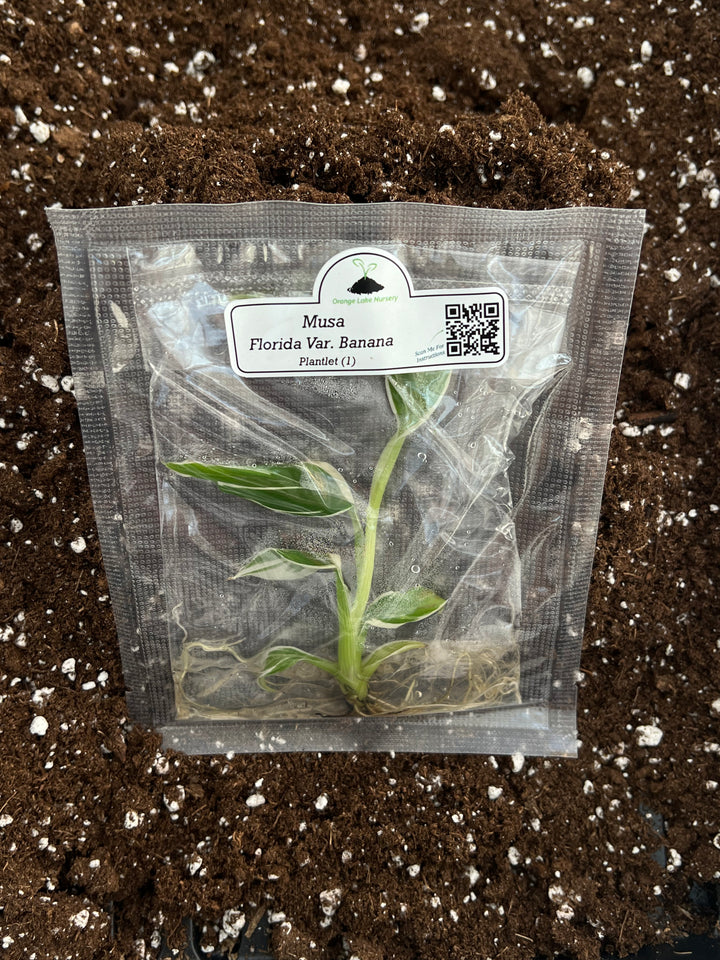 Musa Florida White Variegated Banana tissue culture in sealed package on soil background.