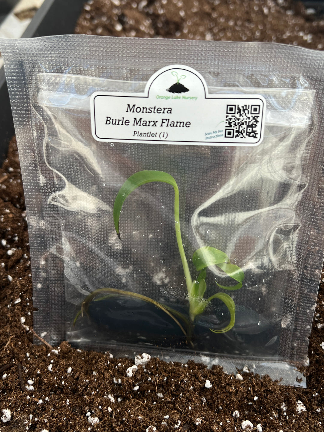 Monstera Burle Marx Flame tissue culture plantlet in package, ready for acclimation.