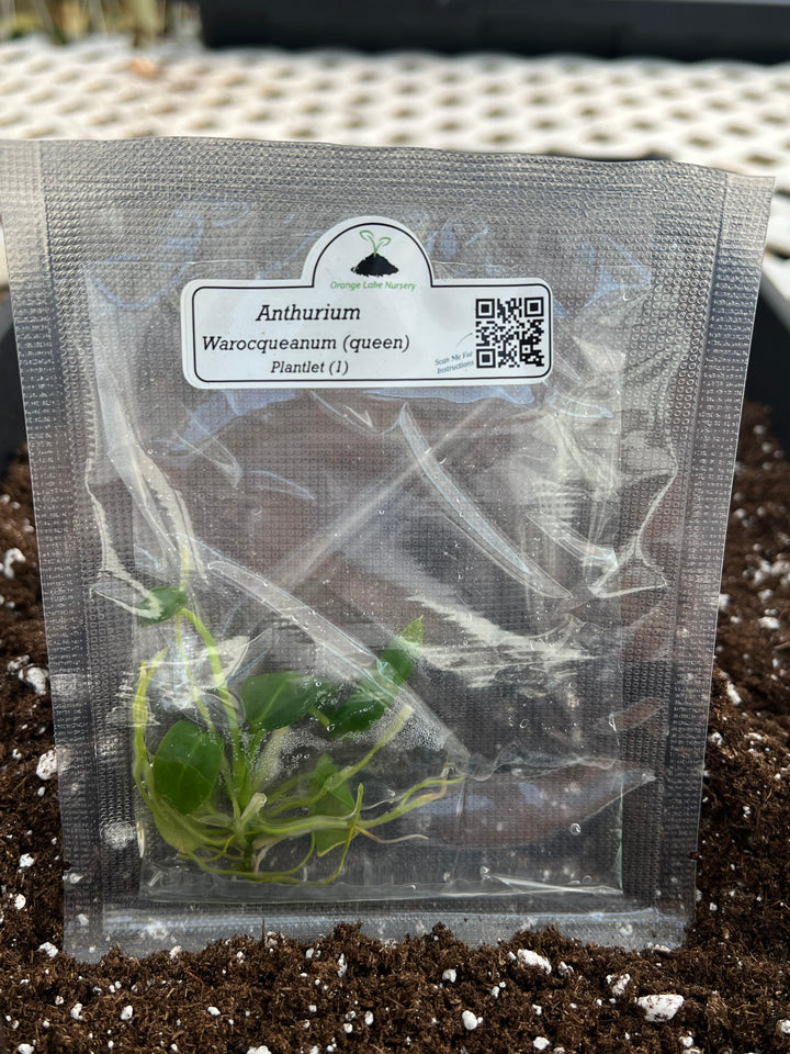 Anthurium Warocqueanum Queen tissue culture in a sealed bag.