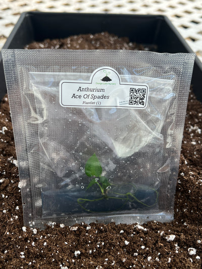 Anthurium Ace Of Spades Plantlet (1)