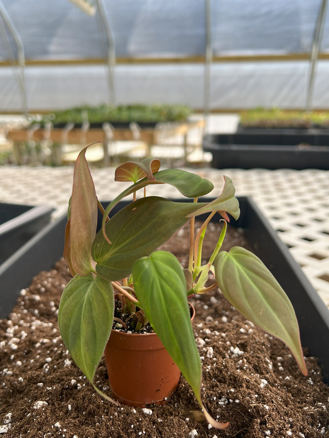 Philodendron Micans plant with velvet-textured, heart-shaped leaves in a nursery setting.