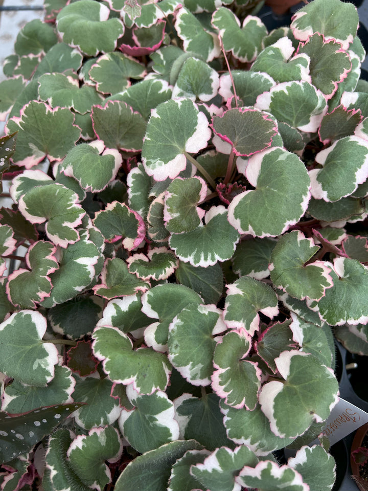 Variegated Strawberry Begonia plant with gray-green leaves and pink margins.