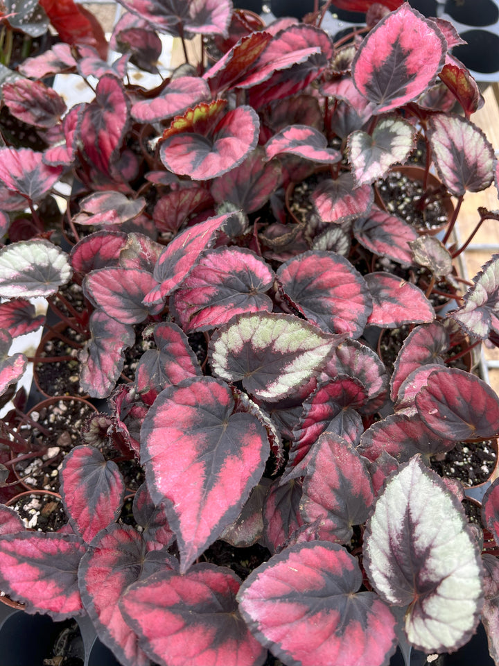 Begonia Red Kiss Plug