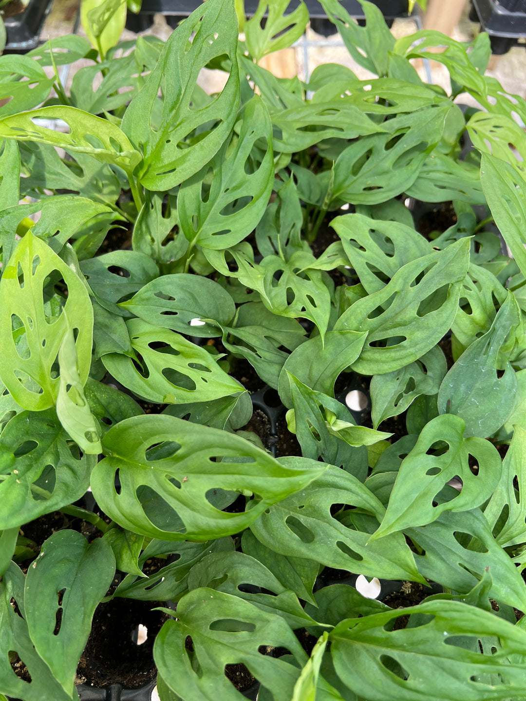 Swiss Cheese (Monstera Adansonii) Plug