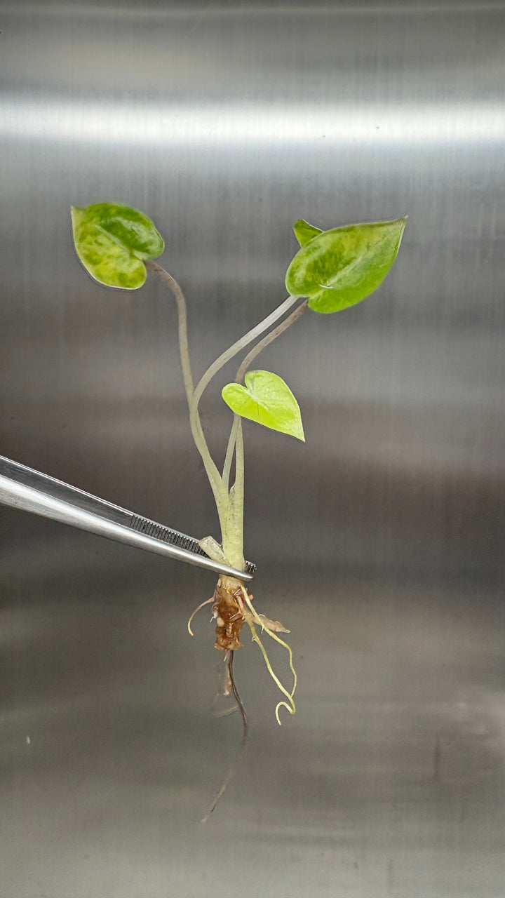 Alocasia Variegated Yucatan Princess Aurea Tissue Culture