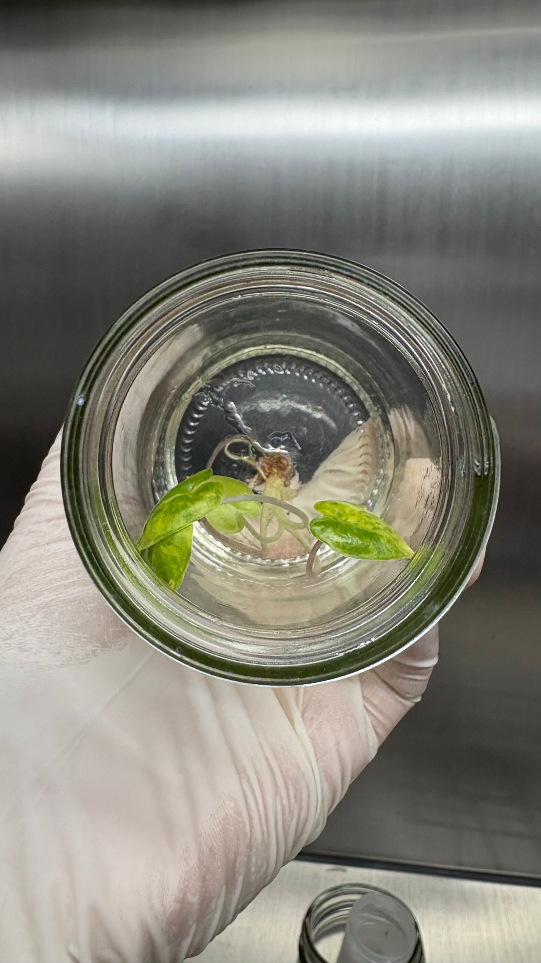 Alocasia Variegated Yucatan Princess Aurea Tissue Culture