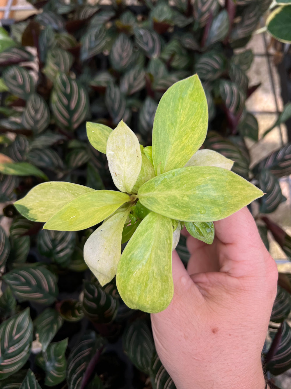 Philodendron Painted Lady plant with variegated yellow and green leaves.