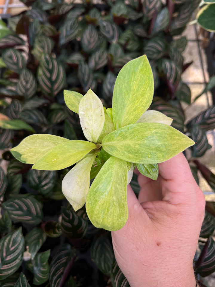 Philodendron Painted Lady Plug