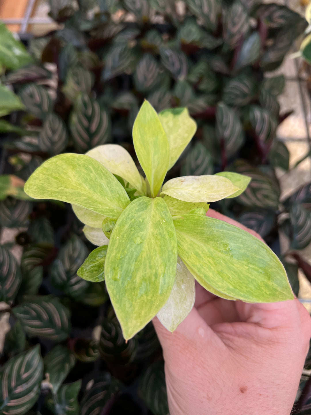 Philodendron Painted Lady Plug