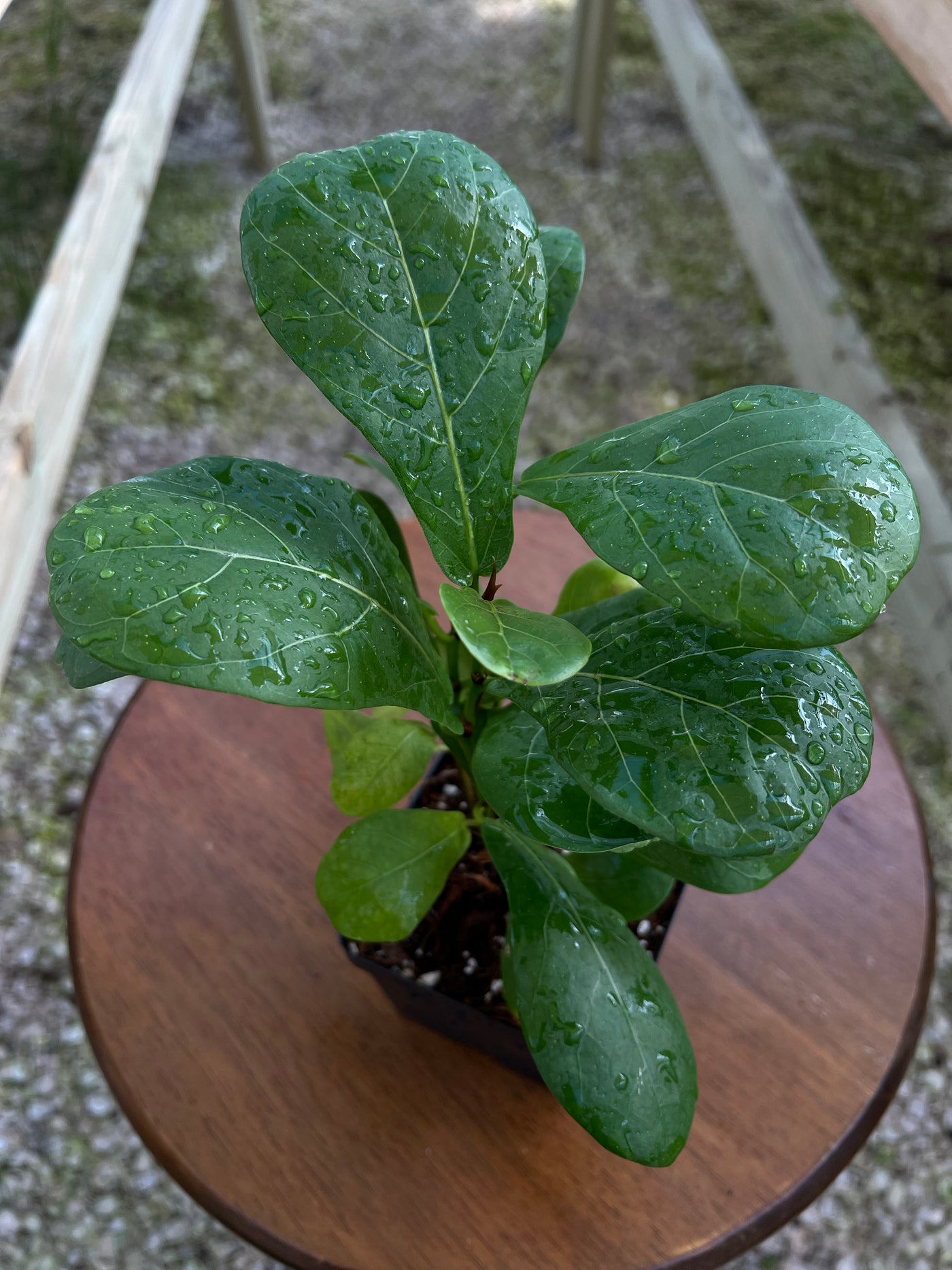 Bambino Fiddle Leaf Fig (4in)