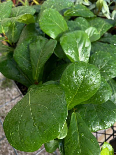 Bambino Fiddle Leaf Fig (4in)