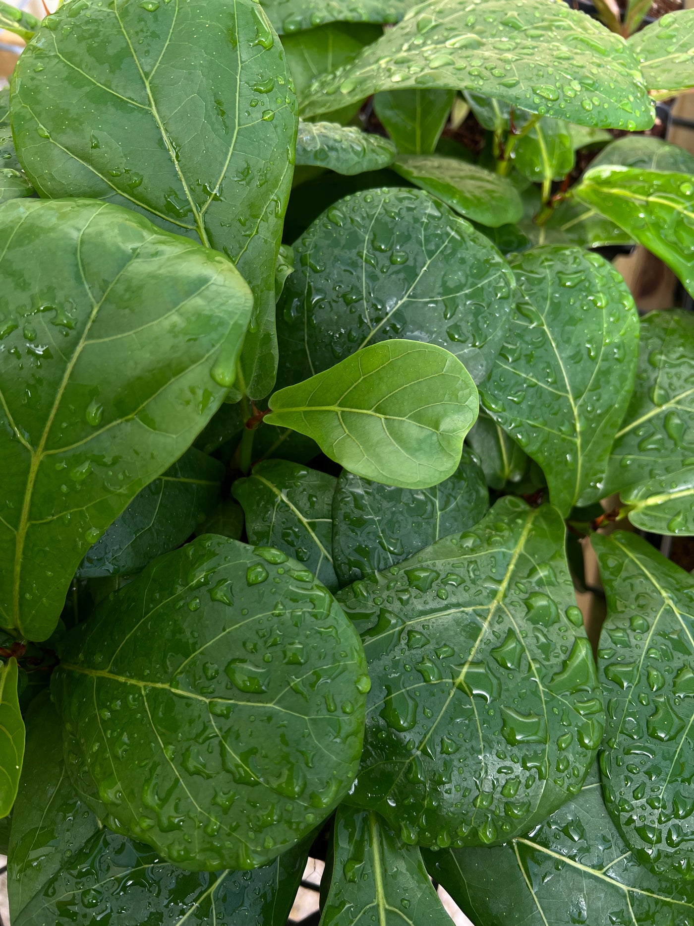 Bambino Fiddle Leaf Fig (4in)