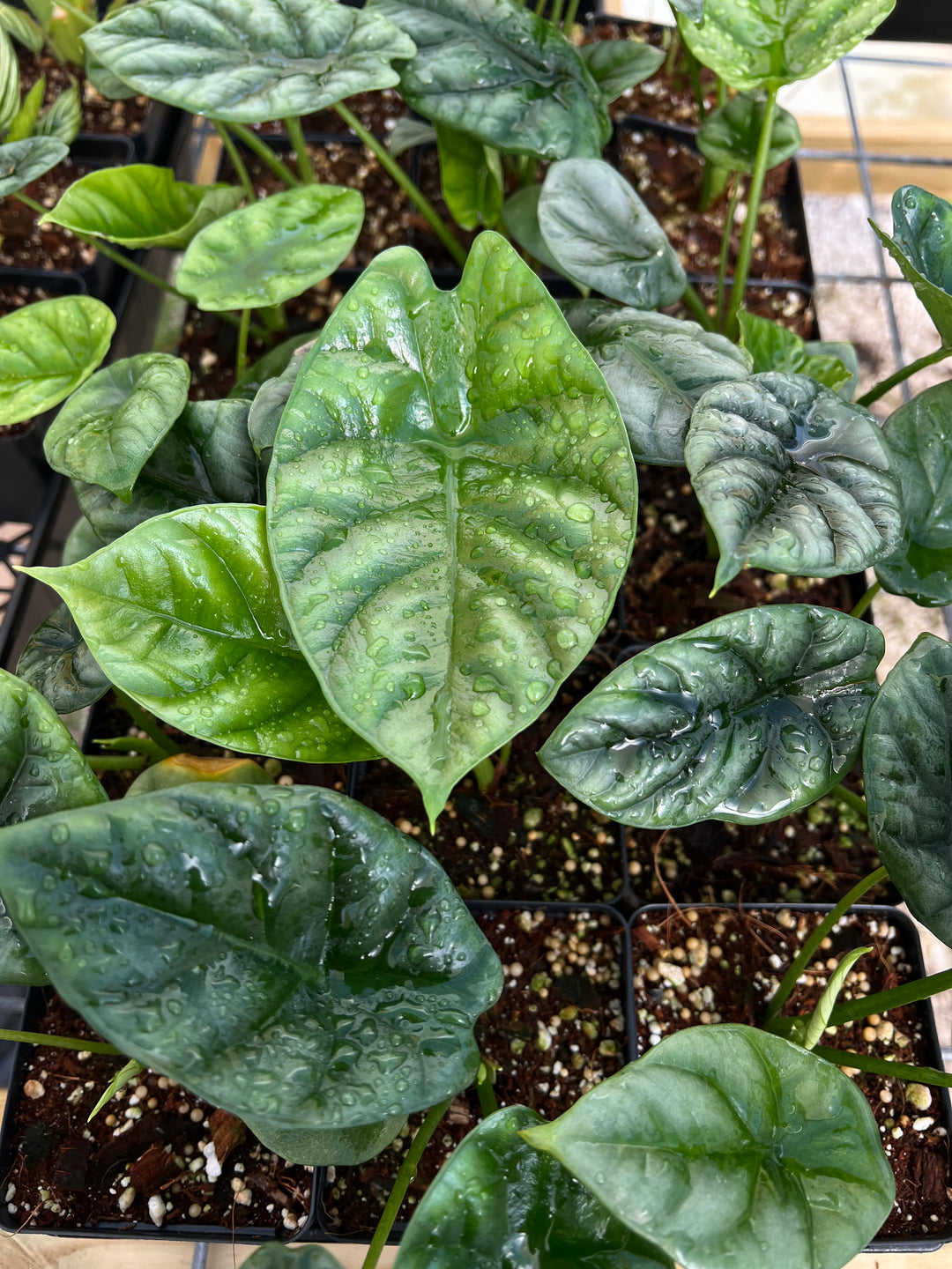 Alocasia  “Quilted Green” (4in)