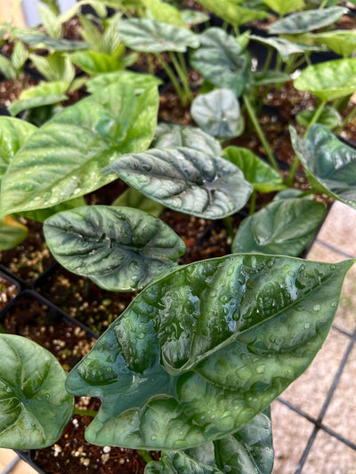 Alocasia  “Quilted Green” (4in)