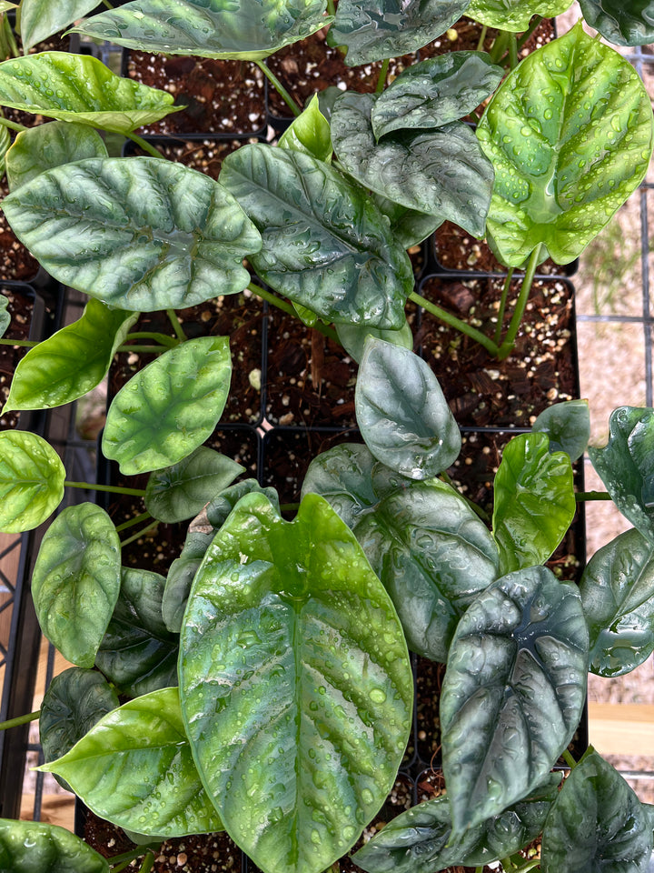 Alocasia  “Quilted Green” (4in)