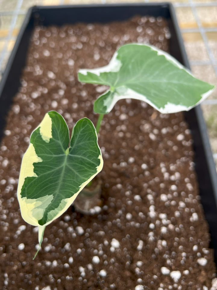 Alocasia Mickey Mouse plant with variegated green and cream heart-shaped leaves in soil.