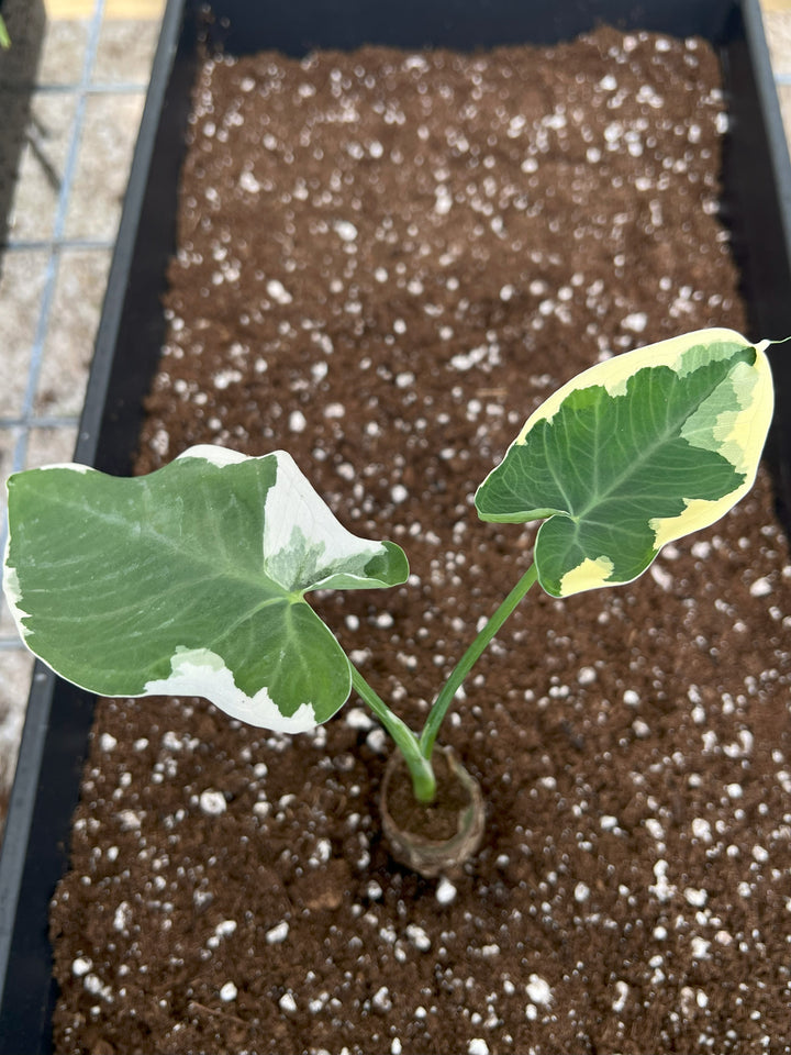 Alocasia Mickey Mouse plant with heart-shaped variegated leaves in potting soil.