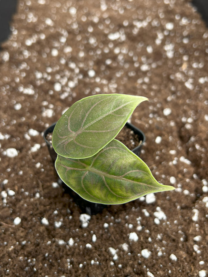 Alocasia Azlanii Plug