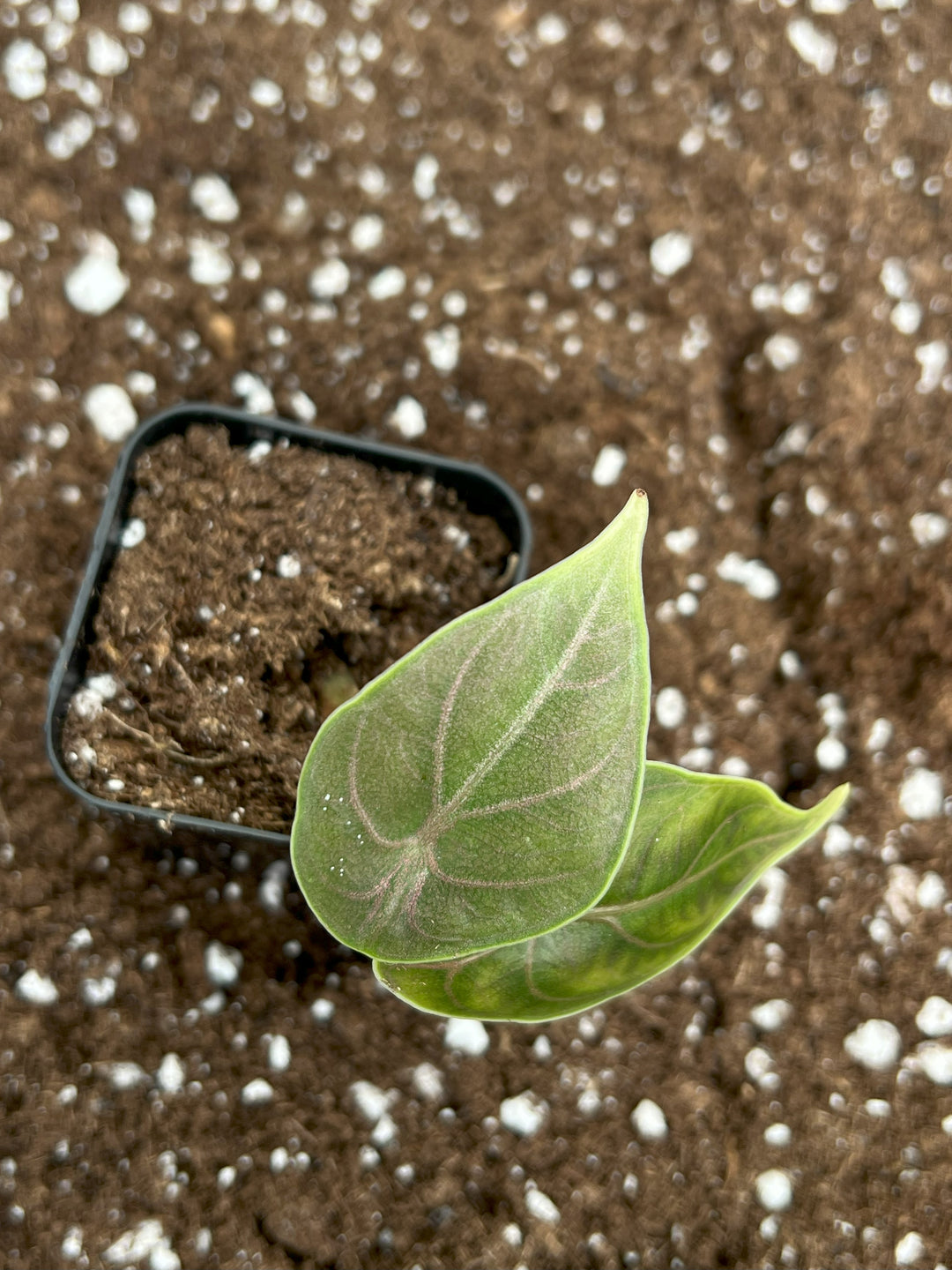 Alocasia Azlanii Plug