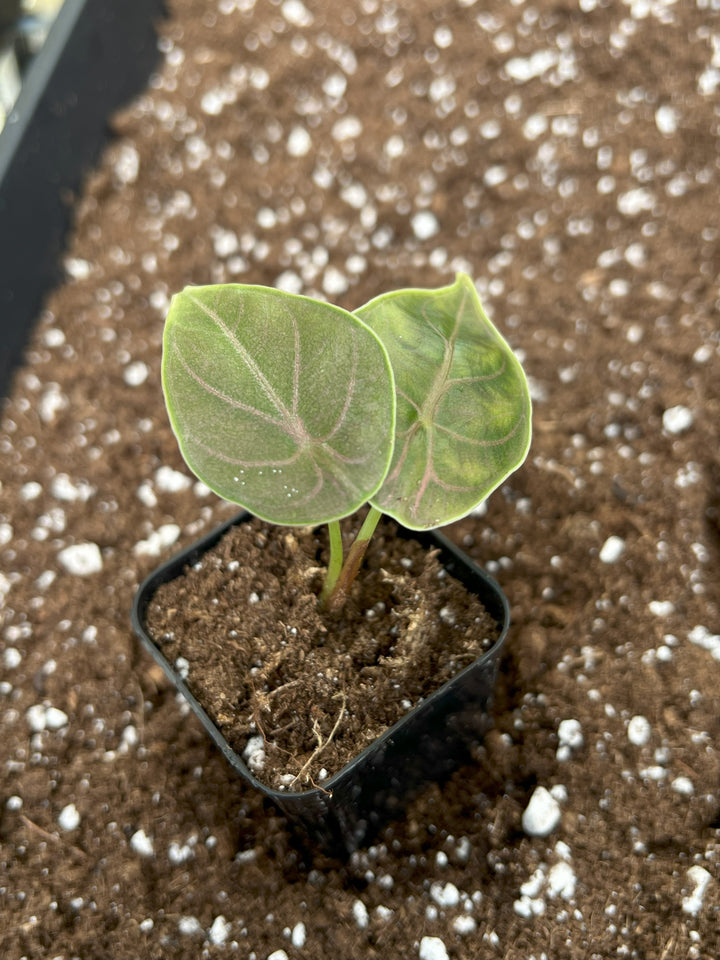 Alocasia Azlanii Plug