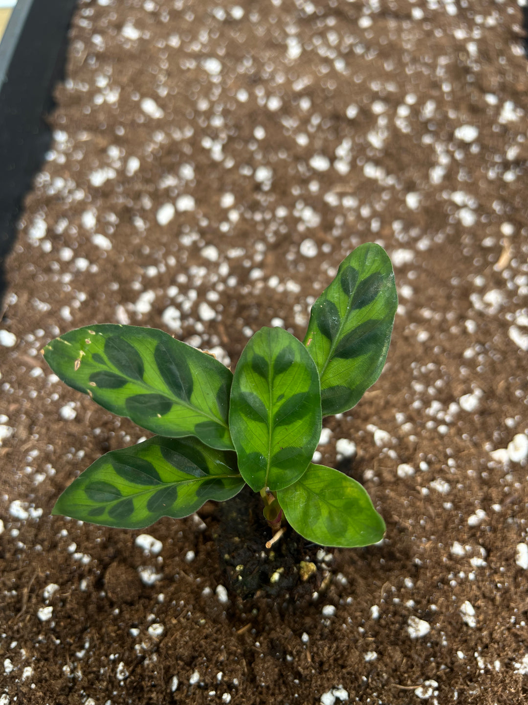 Rattlesnake Calathea Plug